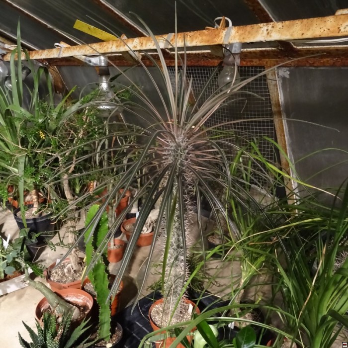 Pachypodium geayi 300kč.jpg